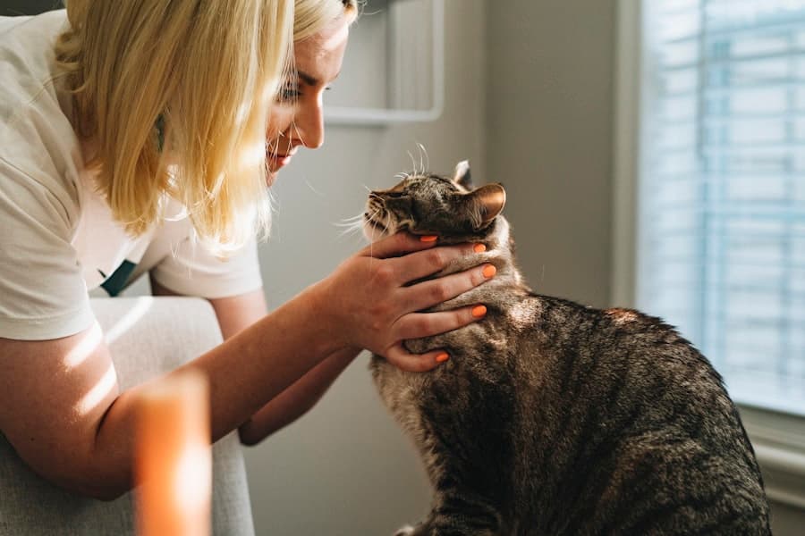 Vet examining a cat at the clinic counter